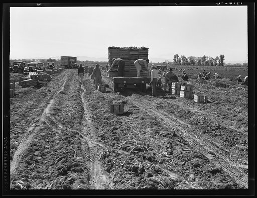 Near Meloland, Imperial Valley. Large scale agriculture. Gang labor, Mexican and white, from the Southwest. Pull, clean, tie and crate carrots for the eastern market for eleven cents per crate of forty-eight bunches. Many can make barely one dollar a day. Heavy oversupply of labor and competition fo
