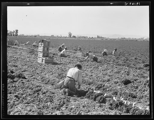 Near Meloland, Imperial Valley. Large scale agriculture. Gang labor, Mexican and white, from the Southwest. Pull, clean, tie and crate carrots for the eastern market for eleven cents per crate of forty-eight bunches. Many can make barely one dollar a day. Heavy oversupply of labor and competition fo