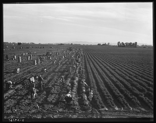 Untitled photo, possibly related to: Near Meloland, Imperial Valley. Large scale agriculture. Gang labor, Mexican and white, from the Southwest. Pull, clean, tie and crate carrots for the eastern market for eleven cents per crate of forty-eight bunches. Many can make barely one dollar a day. Heavy o