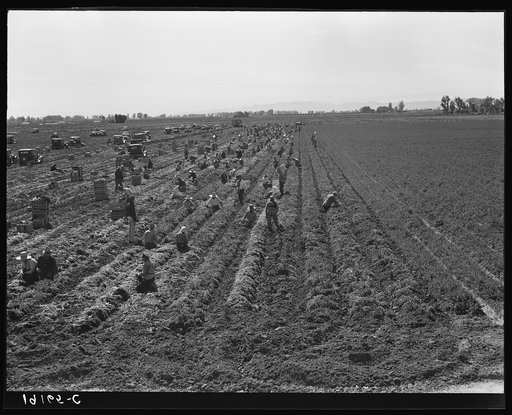 Untitled photo, possibly related to: Near Meloland, Imperial Valley. Large scale agriculture. Gang labor, Mexican and white, from the Southwest. Pull, clean, tie and crate carrots for the eastern market for eleven cents per crate of forty-eight bunches. Many can make barely one dollar a day. Heavy o