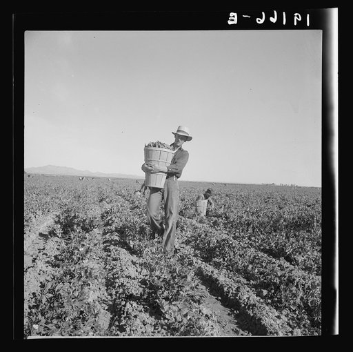 Pea pickers coming into weigh master. 500 pea pickers in field of large-scale Sinclair Ranch, newly planted to peas. Near Calipatria, California