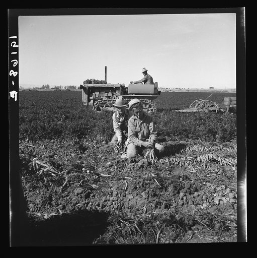 Near Meloland, Imperial Valley. Large scale agriculture. Gang labor, Mexican and white, from the Southwest. Pull, clean, tie and crate carrots for the eastern market for eleven cents per crate of forty-eight bunches. Many can make barely one dollar a day. Heavy oversupply of labor and competition fo