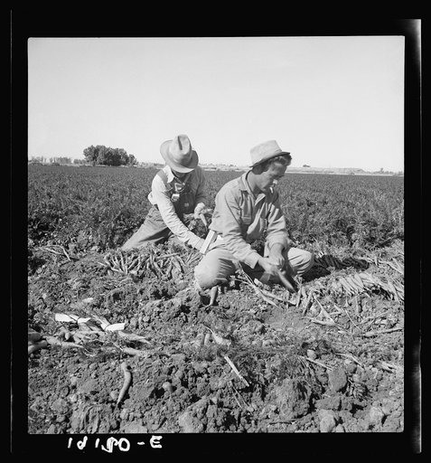 Untitled photo, possibly related to: Near Meloland, Imperial Valley. Large scale agriculture. Gang labor, Mexican and white, from the Southwest. Pull, clean, tie and crate carrots for the eastern market for eleven cents per crate of forty-eight bunches. Many can barely make one dollar a day. Heavy o