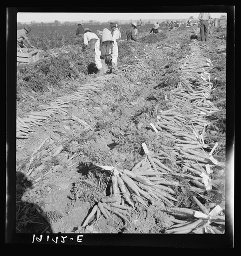 Near Meloland, Imperial Valley. Large scale agriculture. Gang labor, Mexican and white, from the Southwest. Pull, clean, tie and crate carrots for the eastern market for eleven cents per crate of forty-eight bunches. Many can barely make one dollar a day. Heavy oversupply of labor and competition fo