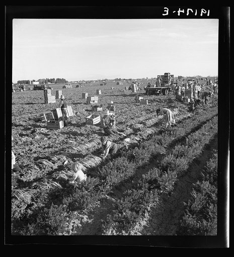 Untitled photo, possibly related to: Near Meloland, Imperial Valley. Large scale agriculture. Gang labor, Mexican and white, from the Southwest. Pull, clean, tie and crate carrots for the eastern market for eleven cents per crate of forty-eight bunches. Many can barely make one dollar a day. Heavy o