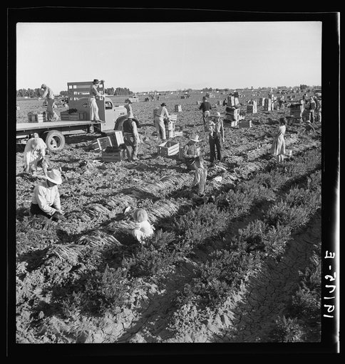 Untitled photo, possibly related to: Near Meloland, Imperial Valley. Large scale agriculture. Gang labor, Mexican and white, from the Southwest. Pull, clean, tie and crate carrots for the eastern market for eleven cents per crate of forty-eight bunches. Many can barely make one dollar a day. Heavy o