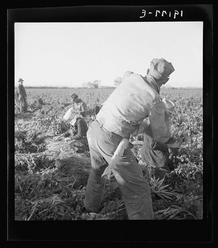 Untitled photo, possibly related to: Near Meloland, Imperial Valley. Large scale agriculture. Gang labor, Mexican and white, from the Southwest. Pull, clean, tie and crate carrots for the eastern market for eleven cents per crate of forty-eight bunches. Many can barely make one dollar a day. Heavy o