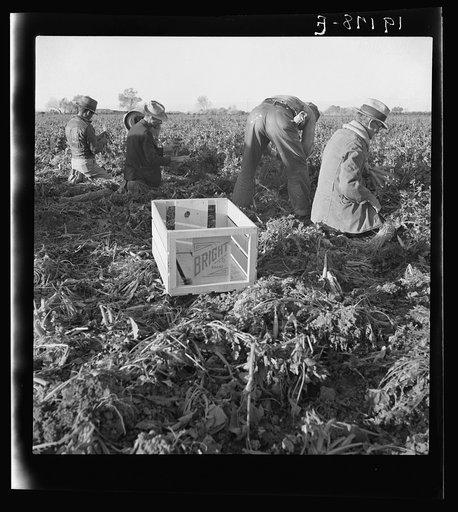 Near Meloland, Imperial Valley. Large scale agriculture. Gang labor, Mexican and white, from the Southwest. Pull, clean, tie and crate carrots for the eastern market for eleven cents per crate of forty-eight bunches. Many can barely make one dollar a day. Heavy oversupply of labor and competition fo
