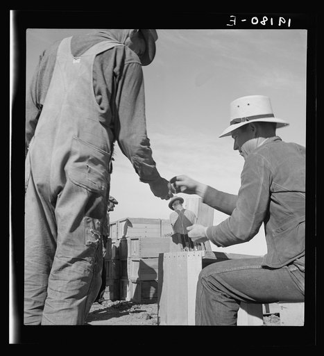 Paymaster on edge of pea fields pays a quarter for every hamper of thirty pounds brought to the scale. Near Calipatria, Imperial Valley, California