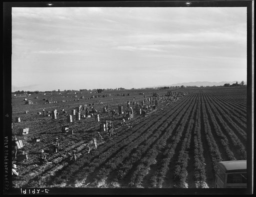 Untitled photo, possibly related to: Near Meloland, Imperial Valley. Large scale agriculture. Gang labor, Mexican and white, from the Southwest. Pull, clean, tie and crate carrots for the eastern market for eleven cents per crate of forty-eight bunches. Many can make barely one dollar a day. Heavy o