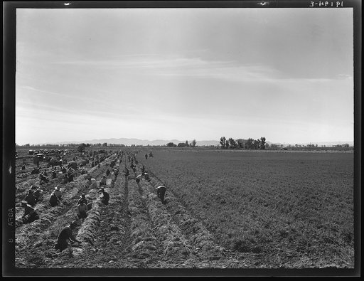 Untitled photo, possibly related to: Near Meloland, Imperial Valley. Large scale agriculture. Gang labor, Mexican and white, from the Southwest. Pull, clean, tie and crate carrots for the eastern market for eleven cents per crate of forty-eight bunches. Many can make barely one dollar a day. Heavy o