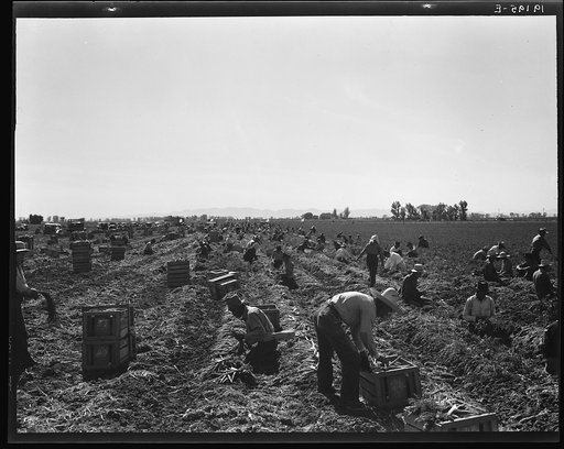 Near Meloland, Imperial Valley. Large scale agriculture. Gang labor, Mexican and white, from the Southwest. Pull, clean, tie and crate carrots for the eastern market for eleven cents per crate of forty-eight bunches. Many can make barely one dollar a day. Heavy oversupply of labor and competition fo