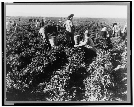 Pea pickers. California