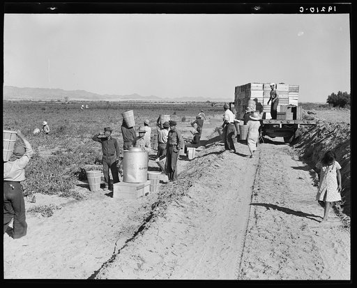 Near Calipatria. Five hundred pea pickers in field of large-scale Sinclair Ranch newly planted to peas. California