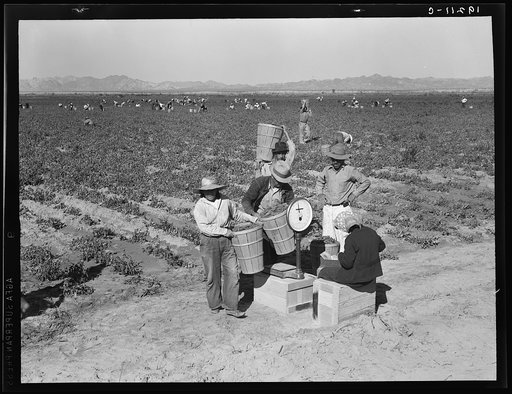 Open air food factory. Weighing in peas. California