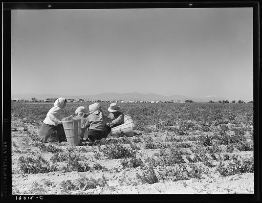 Lunchtime in the field. Camp in background. Near Calipatria, California. Pea fields