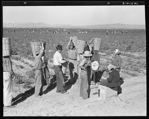 Open air food factory. Weighing in the peas near Calipatria, California