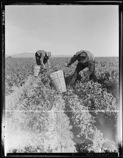 Pea pickers near Calipatria, California
