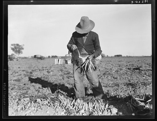 Tying carrots in Imperial Valley. Near Meloland, California