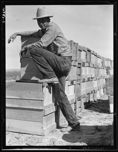 Untitled photo, possibly related to: Pea harvest. Large-scale industrialized agriculture on Sinclair Ranch. Imperial Valley, California