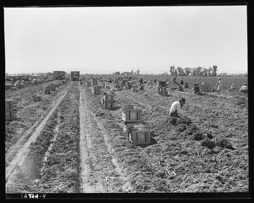Large-scale agricultural gang labor, Mexicans and whites from the Southwest pull, clean, tie and crate carrots for the eastern market for eleven cents per crate of forty-eight bunches. Many can make barely one dollar a day. Heavy oversupply of labor and competition for jobs is keen. Near Meloland, I
