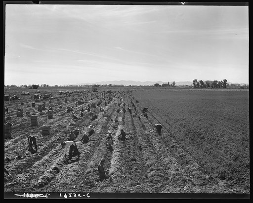 Untitled photo, possibly related to: Large-scale agricultural gang labor, Mexicans and whites from the Southwest pull, clean, tie and crate carrots for the eastern market for eleven cents per crate of forty-eight bunches. Many can make barely one dollar a day. Heavy oversupply of labor and competiti