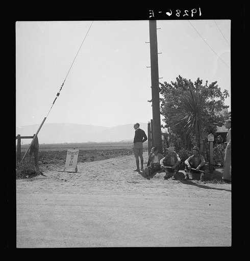 Salinas Valley, California. Deputized "vigilantes" armed with clubs guard entrance to lettuce fields during lettuce strike