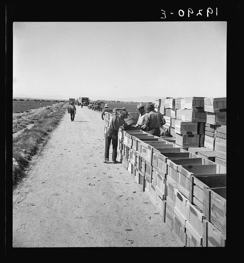 Pea harvest. Large-scale industrialized agriculture on Sinclair Ranch. Imperial Valley, California