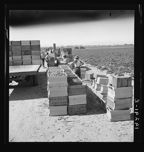 Pea harvest. Large-scale industrialized agriculture on Sinclair Ranch. Imperial Valley, California
