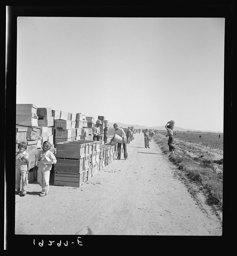 Untitled photo, possibly related to: Pea harvest. Large-scale industrialized agriculture on Sinclair Ranch. Imperial Valley, California