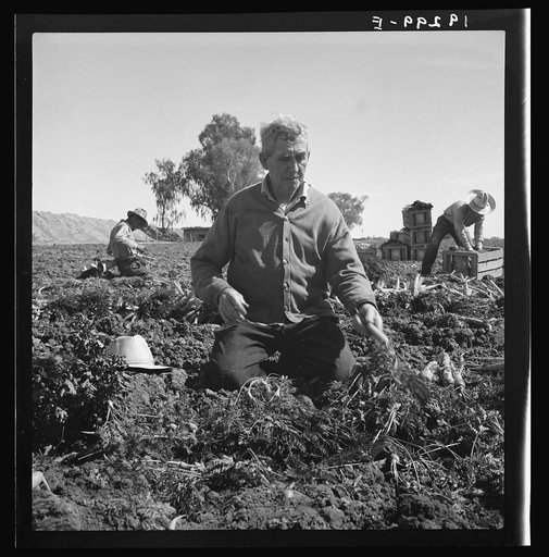 Untitled photo, possibly related to: Migratory field worker pulling carrots. Imperial Valley, California