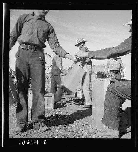 Untitled photo, possibly related to: Paymaster on edge of pea fields pays a quarter for every hamper of thirty pounds brought to the scale. Near Calipatria, Imperial Valley, California