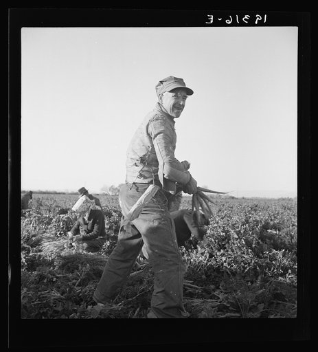 Untitled photo, possibly related to: Migratory field worker pulling carrots. Imperial Valley, California