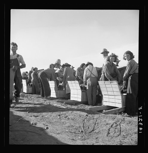 Large-scale industrialized agriculture. Calipatria, Imperial Valley, California. Migratory workers packing peas for market on edge of pea field. This is an attempt to market a field pack, in contrast to usual pack in shed
