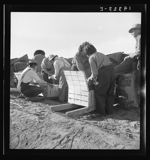 Untitled photo, possibly related to: Large-scale industrialized agriculture. Calipatria, Imperial Valley, California. Migratory workers packing peas for market on edge of pea field. This is an attempt to market a field pack, in contrast to usual pack in shed