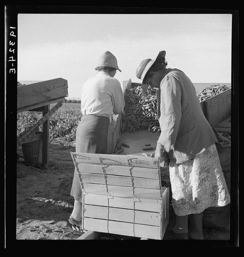 Untitled photo, possibly related to: Large-scale industrialized agriculture. Calipatria, Imperial Valley, California. Migratory workers packing peas for market on edge of pea field. This is an attempt to market a field pack, in contrast to usual pack in shed