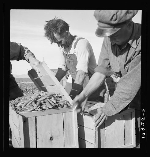 Untitled photo, possibly related to: Large-scale industrialized agriculture. Calipatria, Imperial Valley, California. Migratory workers packing peas for market on edge of pea field. This is an attempt to market a field pack, in contrast to usual pack in shed