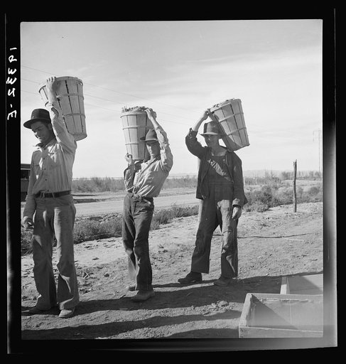 Pea pickers coming in from field to the weigh master. Imperial Valley, California