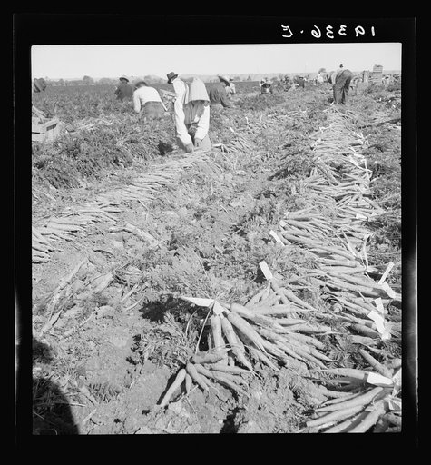 Untitled photo, possibly related to: Migratory field worker pulling carrots. Imperial Valley, California