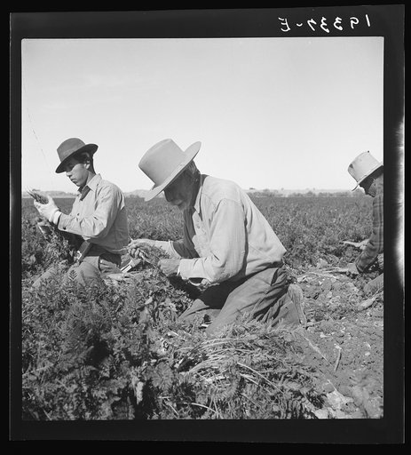 Untitled photo, possibly related to: Migratory field worker pulling carrots. Imperial Valley, California