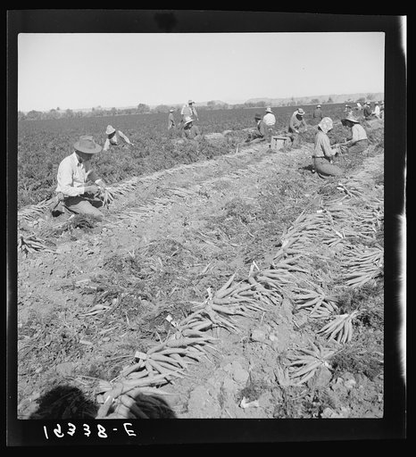 Untitled photo, possibly related to: Migratory field worker pulling carrots. Imperial Valley, California