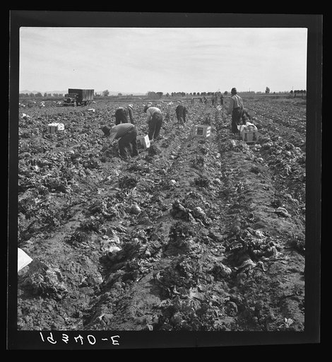 Filipino field gang in lettuce. Brawley, Imperial Valley, California.  Filipinos work in lettuce but not in peas