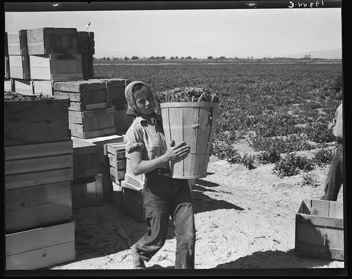 Pea picker. Imperial Valley, California