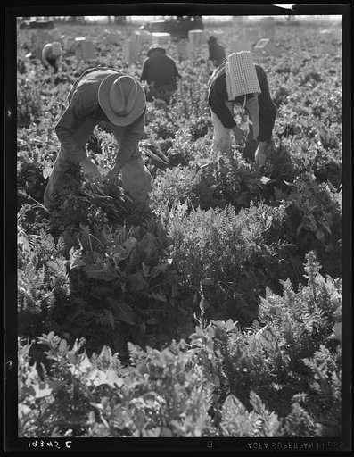 Untitled photo, possibly related to: Migratory field worker pulling carrots. Imperial Valley, California