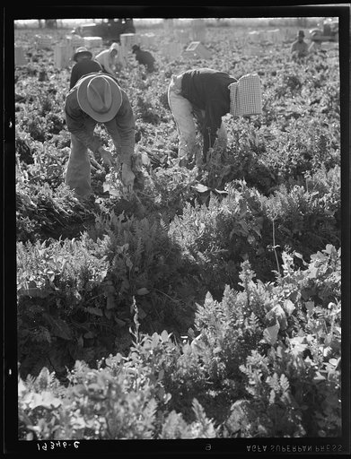 Untitled photo, possibly related to: Migratory field worker pulling carrots. Imperial Valley, California
