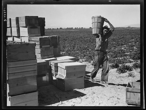 Pea picker. Imperial Valley, California