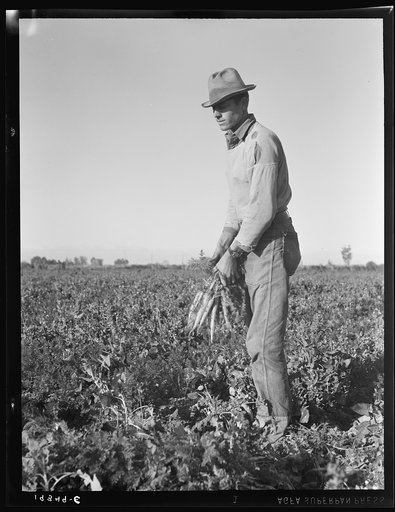 Untitled photo, possibly related to: Migratory field worker pulling carrots. Imperial Valley, California