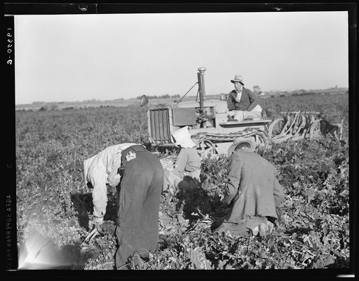 Untitled photo, possibly related to: Carrot digger. Imperial Valley, California