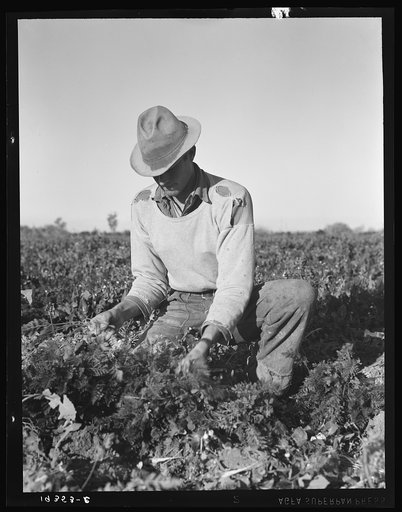 Untitled photo, possibly related to: Migratory field worker pulling carrots. Imperial Valley, California