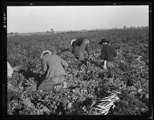 Migratory field worker pulling carrots. Imperial Valley, California